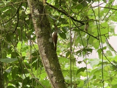 Lepidocolaptes lacrymiger