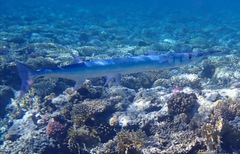 Tylosurus crocodilus