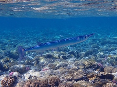 Tylosurus crocodilus