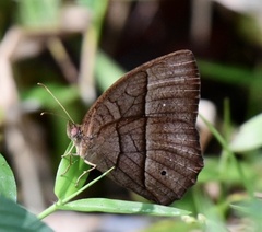 Mycalesis mineus