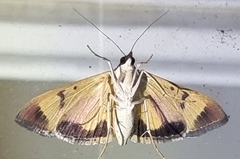 Uresiphita ornithopteralis