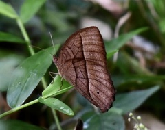 Mycalesis mineus