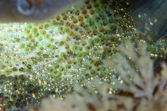 Parablennius tasmanianus