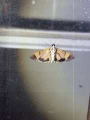 Uresiphita ornithopteralis