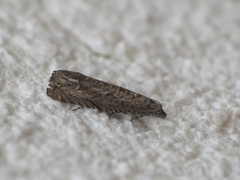 Selania resedana