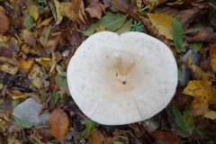 Infundibulicybe geotropa