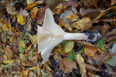 Infundibulicybe geotropa
