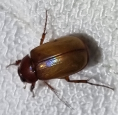 Phyllotocus macleayi