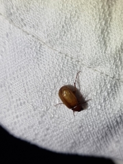 Phyllotocus macleayi