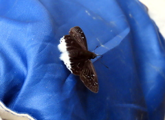 Darpa striata
