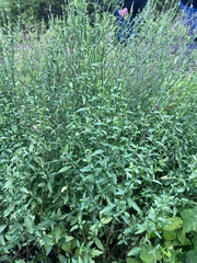 Dicliptera sexangularis