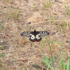 Papilio anactus