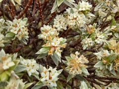 Pimelea concinna