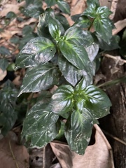 Rungia klossii
