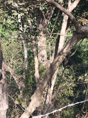Iguanidae