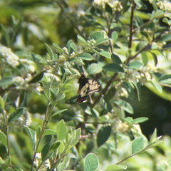 Papilio anactus