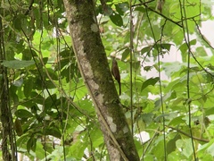 Lepidocolaptes lacrymiger