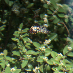 Papilio anactus