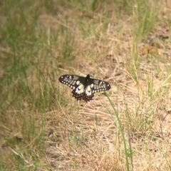 Papilio anactus