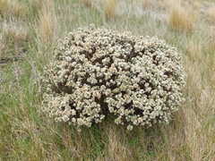 Pimelea concinna