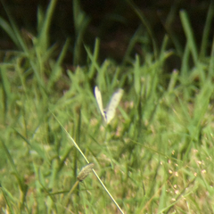 Pieris rapae