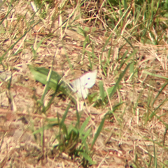 Pieris rapae