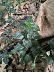 Rungia klossii