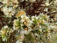 Pimelea concinna