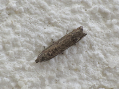 Selania resedana