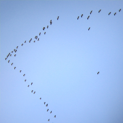 Threskiornis spinicollis