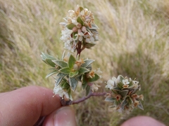 Pimelea concinna