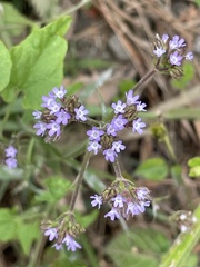 Verbena bonariensis