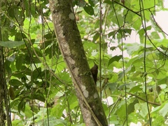 Lepidocolaptes lacrymiger