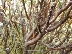 Pimelea concinna