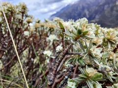 Pimelea concinna