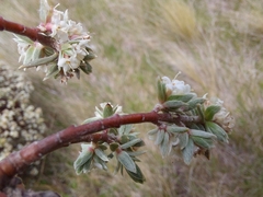 Pimelea concinna