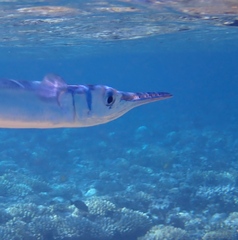 Tylosurus crocodilus