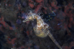 Hippocampus breviceps