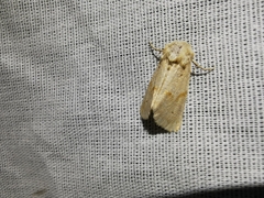 Mycteroplus puniceago