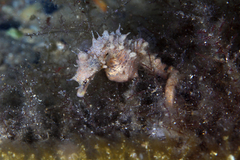 Hippocampus breviceps