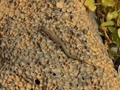 Gallotia atlantica