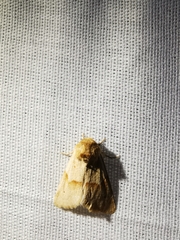 Mycteroplus puniceago