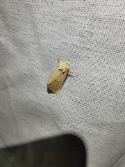 Mycteroplus puniceago