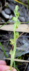 Pterostylis cycnocephala