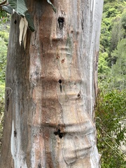 Eucalyptus grandis