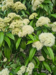 Backhousia citriodora