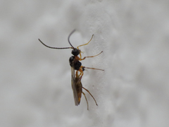 Aphidiinae