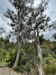 Eucalyptus grandis