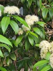Backhousia citriodora