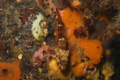 Bovichtus angustifrons